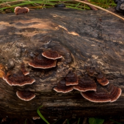 Xylobolus illudens (Purplish Stereum) at Lower Cotter Catchment - 2 Jul 2021 by Jek