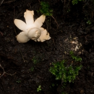 Geastrum sp. at Cotter River, ACT - 2 Jul 2021