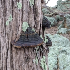 Unidentified Pored or somewhat maze-like on underside [bracket polypores] at Table Top, NSW - 2 Jul 2021 by Darcy