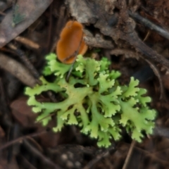 Heterodea sp. (A lichen) at Lower Cotter Catchment - 2 Jul 2021 by Jek