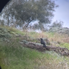 Corcorax melanorhamphos (White-winged Chough) at Table Top, NSW - 2 Jul 2021 by Darcy