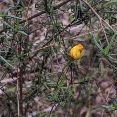 Xerochrysum viscosum (Sticky Everlasting) at Table Top, NSW - 2 Jul 2021 by Darcy