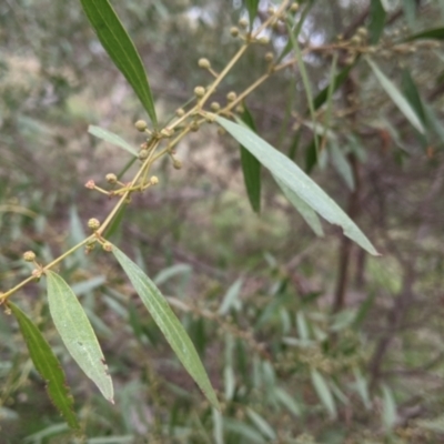 Acacia verniciflua (Varnish Wattle) at Table Top, NSW - 2 Jul 2021 by Darcy