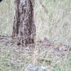 Colluricincla harmonica (Grey Shrikethrush) at Table Top, NSW - 2 Jul 2021 by Darcy