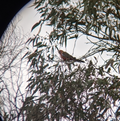 Platycercus elegans (Crimson Rosella) at Table Top, NSW - 2 Jul 2021 by Darcy