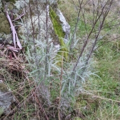 Senecio quadridentatus (Cotton Fireweed) at Table Top, NSW - 2 Jul 2021 by Darcy