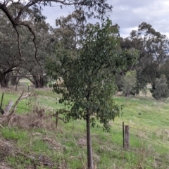 Brachychiton populneus (Kurrajong) at Table Top, NSW - 2 Jul 2021 by Darcy
