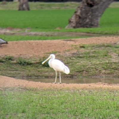 Platalea flavipes (Yellow-billed Spoonbill) at Table Top, NSW - 2 Jul 2021 by Darcy