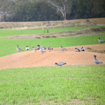 Chenonetta jubata (Australian Wood Duck) at Table Top, NSW - 2 Jul 2021 by Darcy