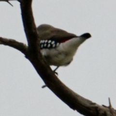 Stagonopleura guttata (Diamond Firetail) at Table Top, NSW - 2 Jul 2021 by PaulF