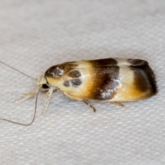 Piloprepes anassa (A Concealer moth) at Melba, ACT - 21 Nov 2018 by Bron