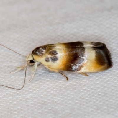 Piloprepes anassa (A Concealer moth) at Melba, ACT - 21 Nov 2018 by Bron