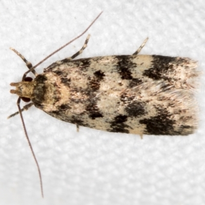 Barea (genus) (A concealer moth) at Melba, ACT - 19 Nov 2018 by Bron