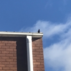 Sturnus vulgaris (Common Starling) at Lyneham, ACT - 18 Jun 2021 by Tapirlord