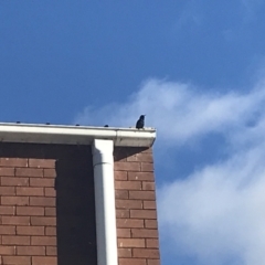 Sturnus vulgaris at Lyneham, ACT - 18 Jun 2021