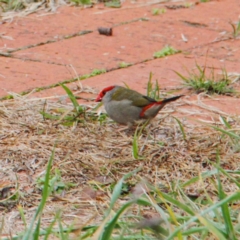 Neochmia temporalis (Red-browed Finch) at Murrumbateman, NSW - 2 Jul 2021 by davobj