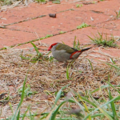 Neochmia temporalis (Red-browed Finch) at Murrumbateman, NSW - 2 Jul 2021 by davobj