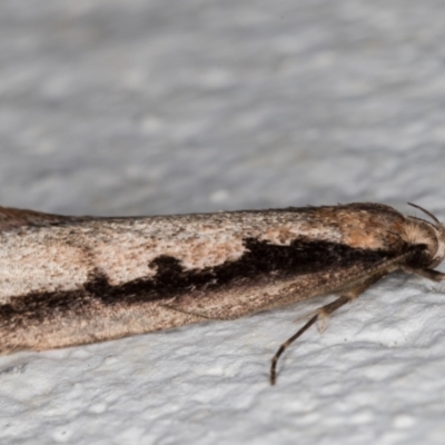 Leptocroca sanguinolenta (A Concealer moth) at Melba, ACT - 22 Jun 2021 by kasiaaus