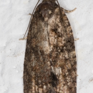 Thrincophora impletana at Melba, ACT - 23 Jun 2021