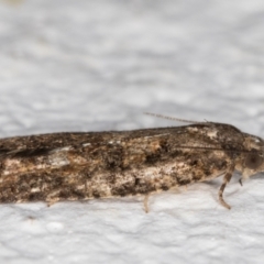 Thrincophora impletana at Melba, ACT - 23 Jun 2021