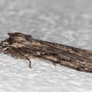 Chlenias banksiaria group at Melba, ACT - 26 Jun 2021