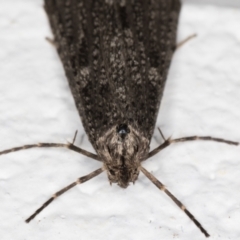 Lepidoscia (genus) ADULT at Melba, ACT - 27 Jun 2021