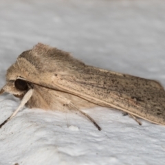 Mythimna (Pseudaletia) convecta at Melba, ACT - 28 Jun 2021 09:58 PM