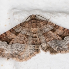 Epyaxa sodaliata (Sodaliata Moth, Clover Moth) at Melba, ACT - 28 Jun 2021 by kasiaaus