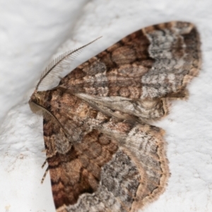 Epyaxa sodaliata at Melba, ACT - 28 Jun 2021