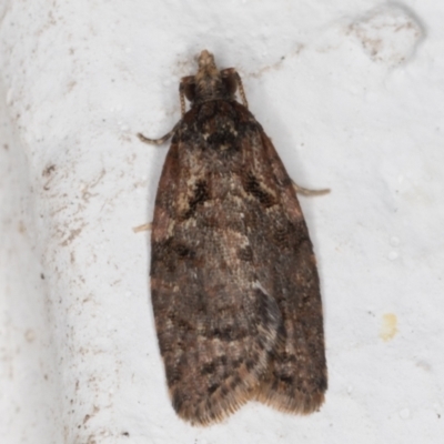 Unidentified Tortricid moth (Tortricidae) at Melba, ACT - 29 Jun 2021 by kasiaaus