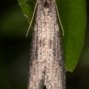 Lepidoscia (genus) ADULT at Melba, ACT - 29 Jun 2021 11:28 PM