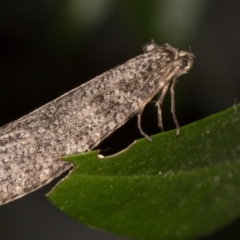 Lepidoscia (genus) ADULT at Melba, ACT - 29 Jun 2021 11:28 PM