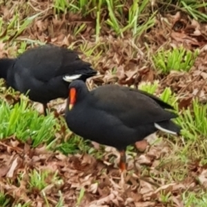 Gallinula tenebrosa at Greenway, ACT - 1 Jul 2021