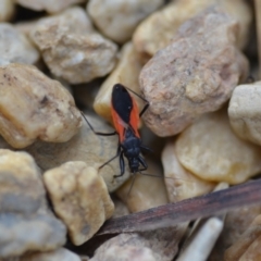 Ectomocoris sp. (genus) (A ground assassin bug) at Wamboin, NSW - 12 Feb 2021 by natureguy