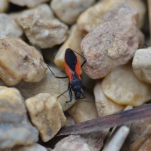 Ectomocoris sp. (genus) at Wamboin, NSW - 12 Feb 2021