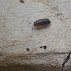 Porcellio scaber (Common slater) at Wamboin, NSW - 12 Feb 2021 by natureguy