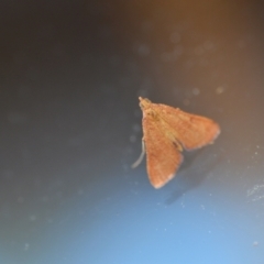 Endotricha pyrosalis (A Pyralid moth) at Wamboin, NSW - 14 Feb 2021 by natureguy