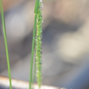 Setaria sp. at Wamboin, NSW - 14 Feb 2021 09:23 PM