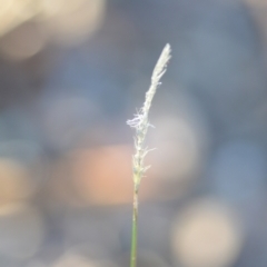 Setaria sp. at Wamboin, NSW - 14 Feb 2021 09:23 PM