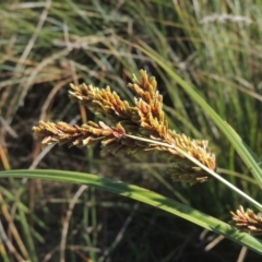 Cyperus exaltatus (Tall Flat-sedge, Giant Sedge) at Isabella Plains, ACT - 4 Apr 2021 by michaelb