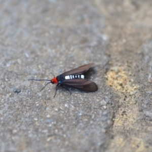 Hestiochora furcata at Wamboin, NSW - 15 Feb 2021 06:09 PM