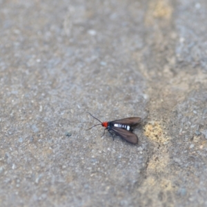 Hestiochora furcata at Wamboin, NSW - 15 Feb 2021 06:09 PM