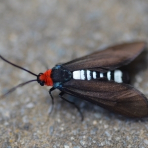 Hestiochora furcata at Wamboin, NSW - 15 Feb 2021 06:09 PM