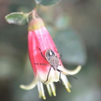 Theseus modestus (Gum tree shield bug) at Wamboin, NSW - 16 Feb 2021 by natureguy