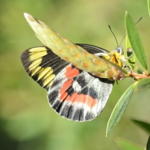 Delias harpalyce at Wamboin, NSW - 25 Feb 2021