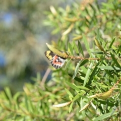 Delias harpalyce at Wamboin, NSW - 25 Feb 2021 11:19 AM