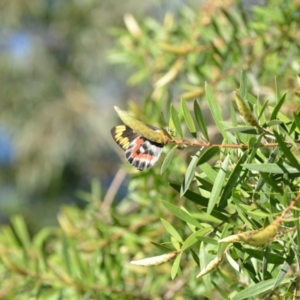 Delias harpalyce at Wamboin, NSW - 25 Feb 2021