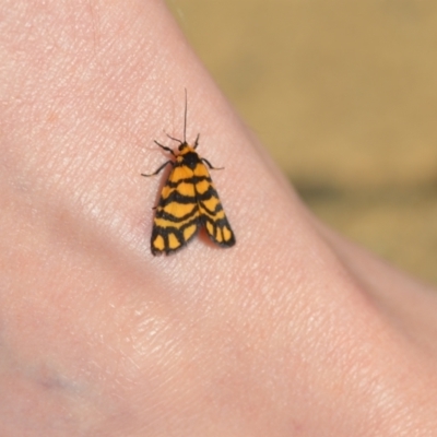 Asura lydia (Lydia Lichen Moth) at Wamboin, NSW - 27 Feb 2021 by natureguy