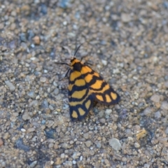 Asura lydia at Wamboin, NSW - 27 Feb 2021