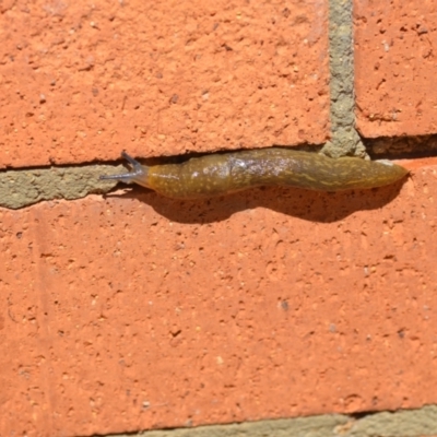 Limacus flavus (Yellow Cellar Slug) at Wamboin, NSW - 27 Feb 2021 by natureguy
